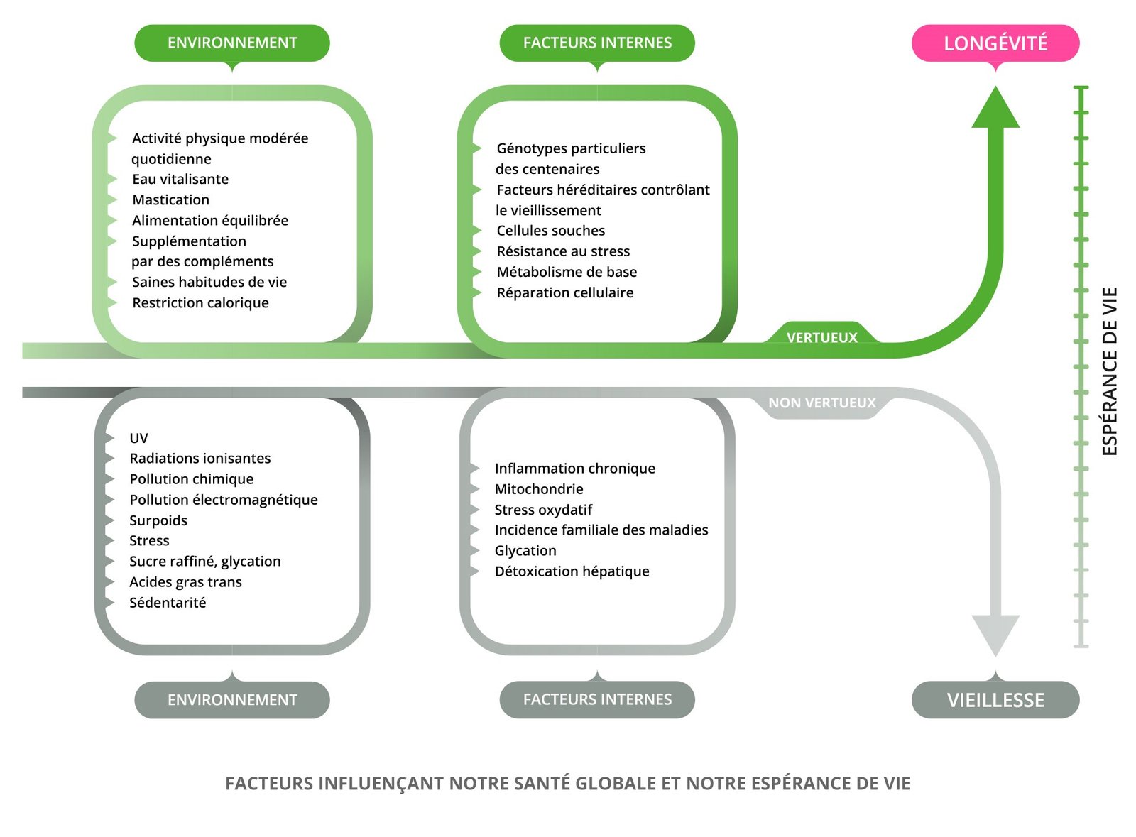 La longévité et le chemin vers une vie en bonne santé
