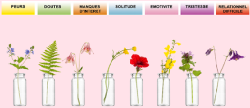Fleurs de Bach : l’héritage du Dr Bach