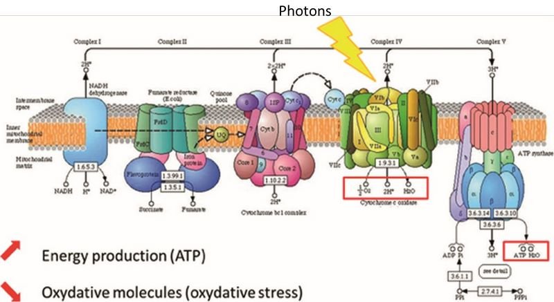 Chaîne respiratoire de la mitochondrie