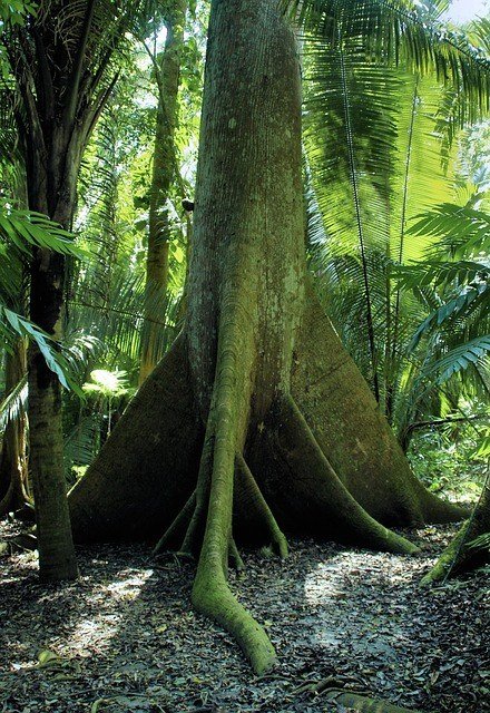 Une image contenant plante, arbre, plein air, jungle
Le contenu généré par l’IA peut être incorrect.